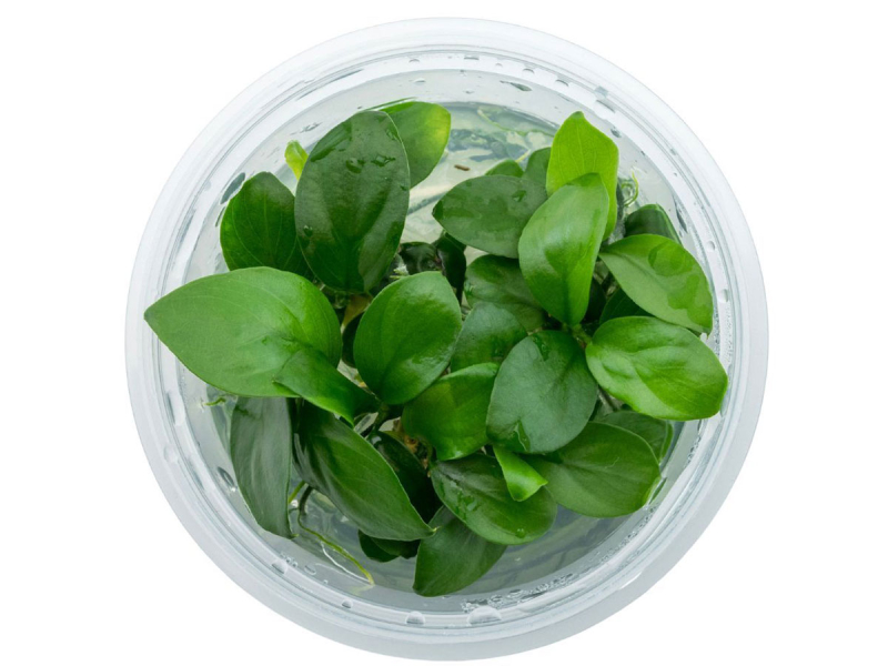 Zwerg-Speerblatt - Anubias barteri nana in vitro